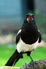 Magpie with open beak on a stick. Czechia. 