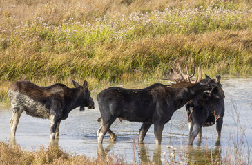 Bull and Cow Moose During the Rut in Autumn in Wyoming