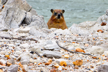 Reise durch Südafrika. Klippebschliefer oder Rock Dassies