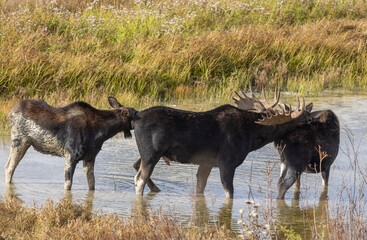 Bull and Cow Moose During the Rut in Autumn in Wyoming