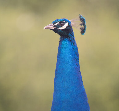 Peacock, close up of head