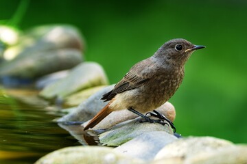 Young black redstart - Phoenicurus ochruros on stones near water. Czechia.