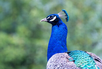 Peacock, close up of head