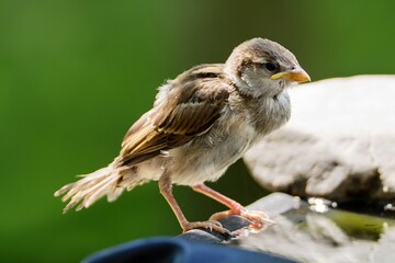 Young house sparrow stands on a stone. Czechia.