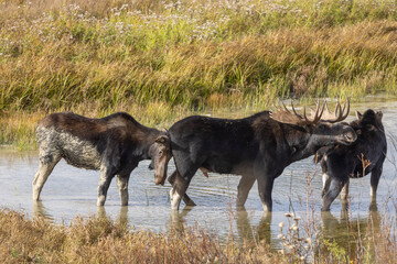 Bull and Cow Moose During the Rut in Autumn in Wyoming