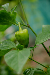 Fresh sweet peppers are ripening in the vegetable garden