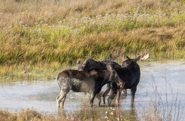 Bull and Cow Moose During the Rut in Autumn in Wyoming