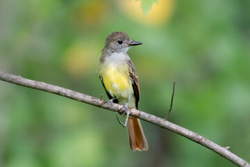Great Crested Flycatcher 04