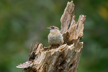 Carolina Wren 12