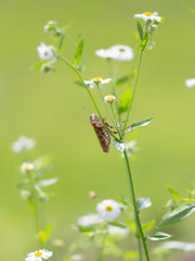 Grasshopper on Wildflower in Maine