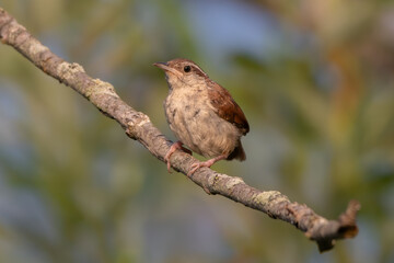 Carolina Wren 09