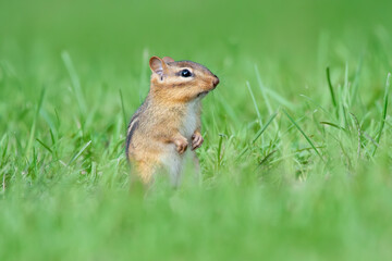 Chipmunk 02
