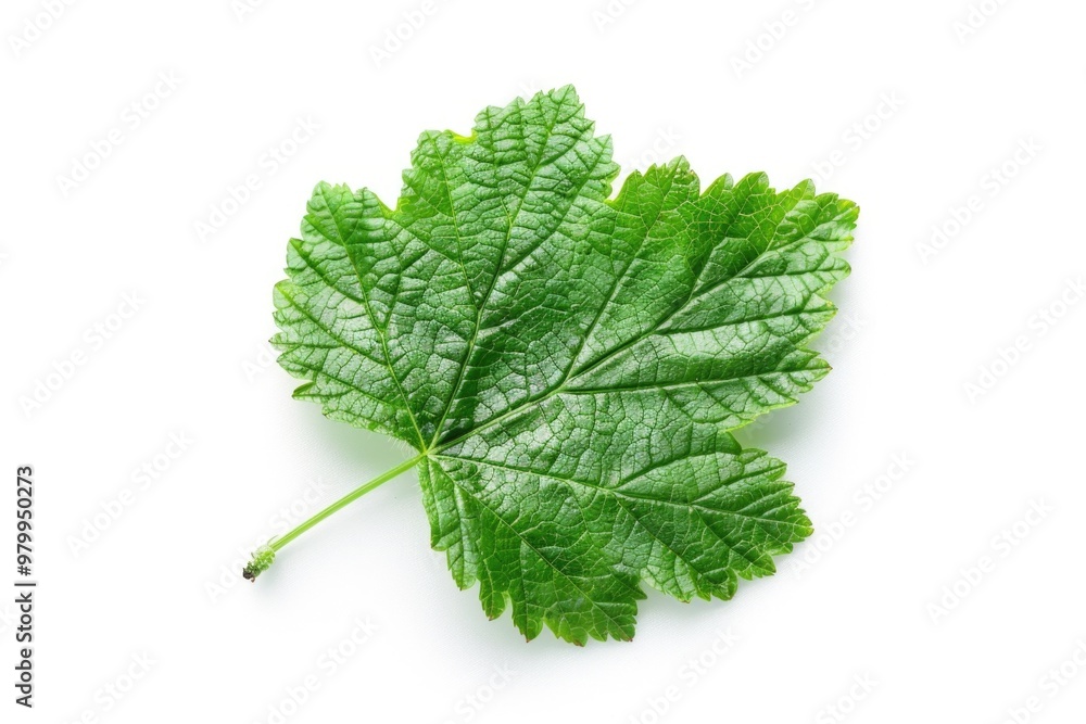 Poster a detailed shot of a single leaf resting on a white background