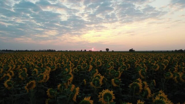 A breathtaking video taken with a drone flying over a sunflower field at sunset. One of the most impressive examples of natural beauty.