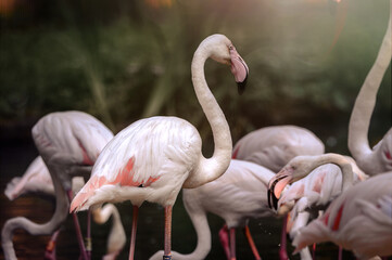 Flaming różowy Flamant rose