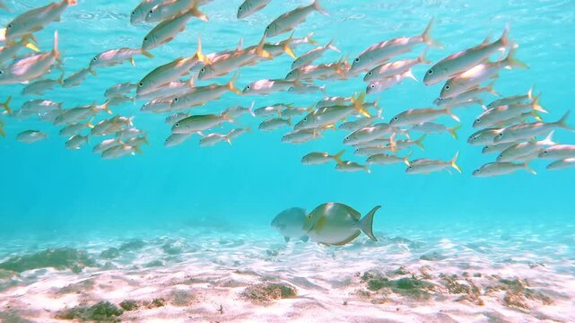 Banc de poissons dans une eau turquoise d'un lagon de l'&icirc;le de la R&eacute;union