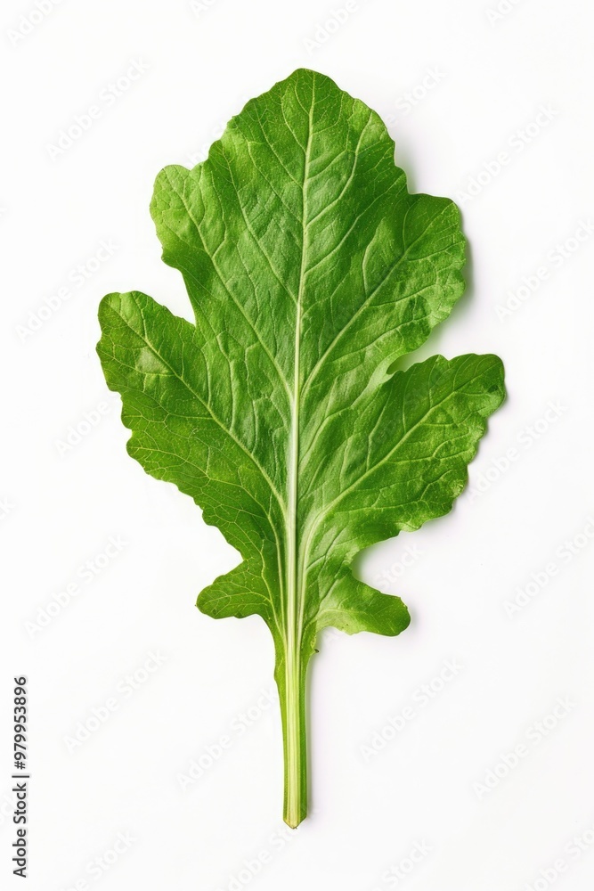 Poster close-up of a single leaf on a white surface