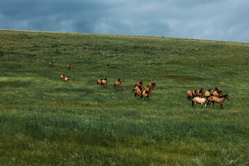 A herd of horses runs along the green slope of the mountain. Horses on the background of the mountain and the sky. A herd of wild horses. Horses graze on a green pasture. Copy space