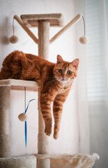cat in a basket © ogrima