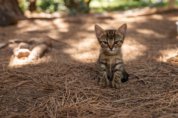 A small cute tangled brown stray kitten in public park 