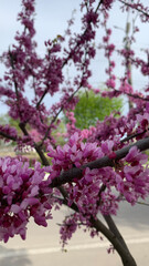 Close-up of Pink Blossoms on Tree Branch