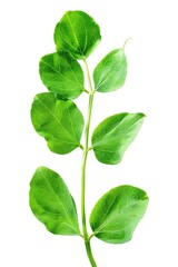 Fototapeta premium A single plant with green leaves sitting on a white background, ideal for use in still life or nature photography projects