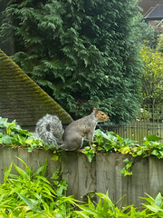 English Squirrel 