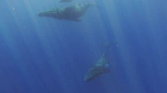 Trois baleines dont un baleineau nageant dans les profondeurs de l'oc&eacute;an indien au large de la R&eacute;union