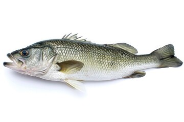 A fish lying down on a white surface