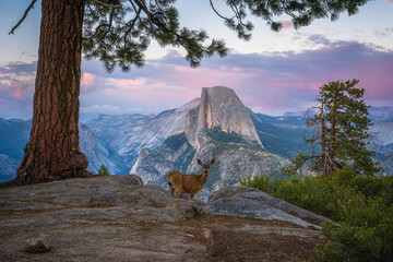 deer infront of half dome at sunset at glacier point in yosemite national park, california