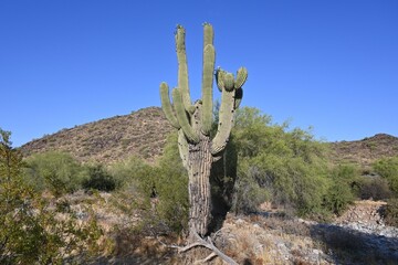 cactus in the desert