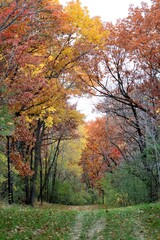 Naklejka premium autumn in the park
