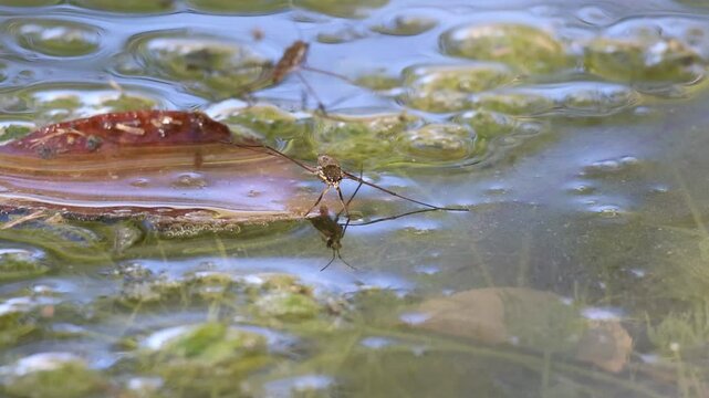 Insecto zapatero o aclaraguas (Gerris lacustris) acicalandose encima de una hoja de oto&ntilde;o caida en el agua, Bocarent, Espa&ntilde;a