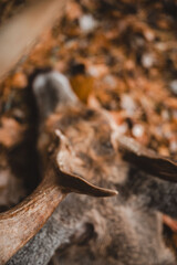 Antler detail