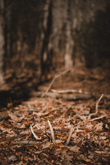 Whitetail antler