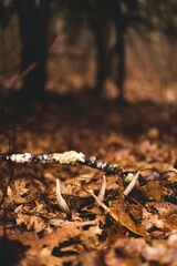shed antler
