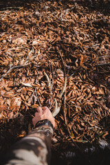 Whitetail shed antler
