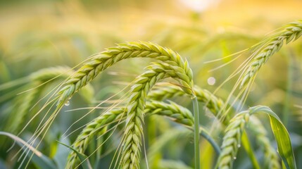 Macro of fresh young green wheat ears in the field generative ai