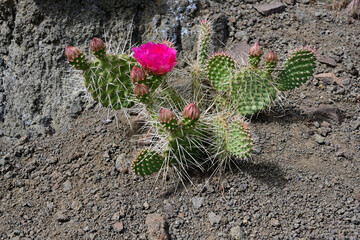 A Porcupine Prickly Pear Cactus (Opuntia polyacantha) blooms in the high desert of Nevada.
