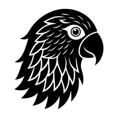 black and white bird