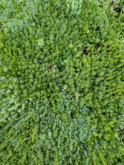 Natural background with small succulents organism live wall, top view in fresh warm and dark...