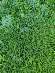 Natural background with small succulents organism live wall, top view in fresh warm and dark vintage colors.