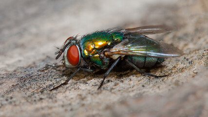 close up of a fly