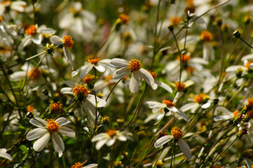 Bidens ferulifolia "Bellamy white". Common names include Apache beggarticks and Fearn-leaved beggarticks.3. Beauty of flowers. Close-up.