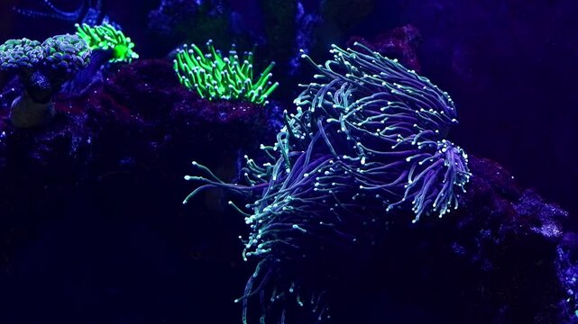 blue torch coral polyp, soft coral invertebrate animal move fluorescent tentacle top, reef marine live rock aquarium ecosystem, LED actinic light, pet shop farming, toxin allelopathy, dark bokeh blur