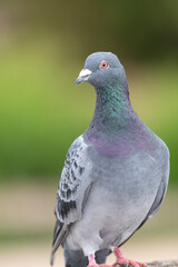 Portrait of a rock pigeon (columba livia)