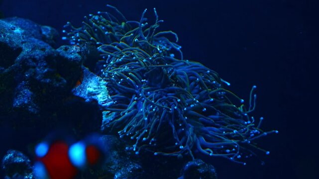 blue trumpet coral polyp move fluorescent tentacle, open mouth, soft coral animal, reef marine live rock aquarium ecosystem, LED actinic blue light, pet shop farming, toxin allelopathy, bokeh blur