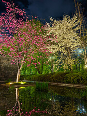 Cherry blossom, Tokyo, Japan- from the Offset Collection