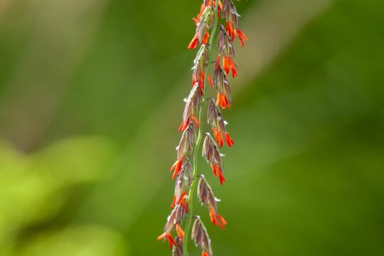 Flowers of sideoats grama, Bouteloua curtipendula