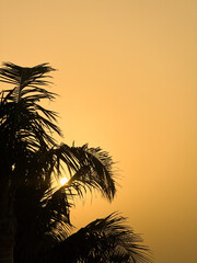Palm Tree Sunset